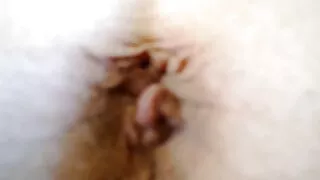 Amateur parodė, kaip ji myli ir žino, kaip čiulpia gaidys